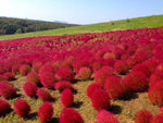 Red Burning Bush Flower Seeds for Planting, Fresh, - NON GMO Seeds seeds for planting in home garden
