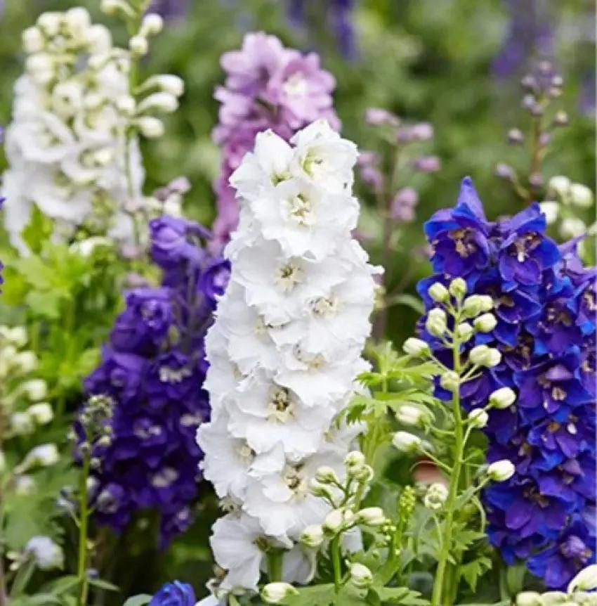 Larkspur Flower Seeds for Planting, NON GMO Seeds for planting in home garden