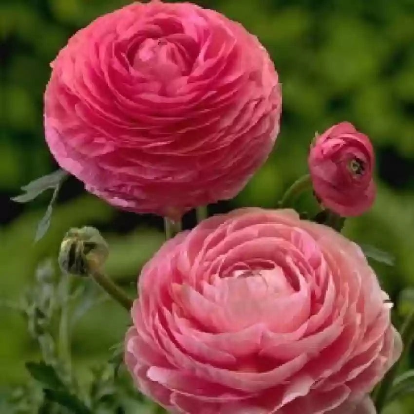 Ranunculus Seeds - Pink