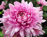 Heirloom Rare Pink Chrysanthemum Flower Seeds – Non‑GMO Ornamental Seeds seeds for planting in home garden
