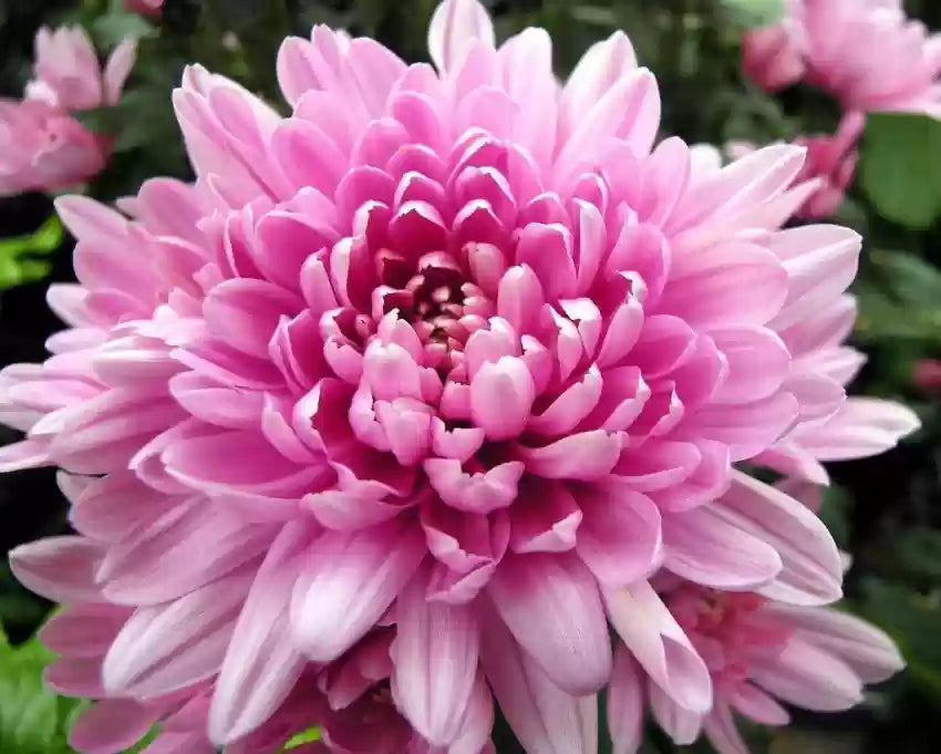 Heirloom Rare Pink Chrysanthemum Flower Seeds – Non‑GMO Ornamental Seeds seeds for planting in home garden