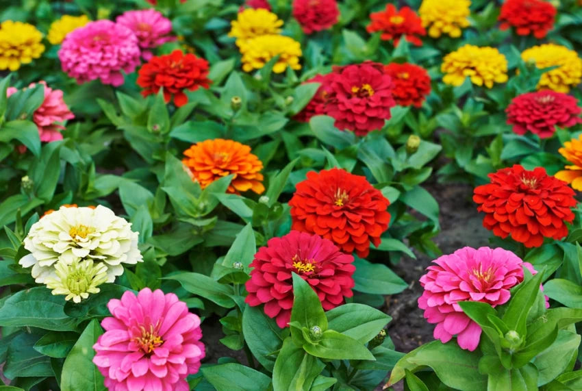 Zinnia Seeds - Benary Giant Mix