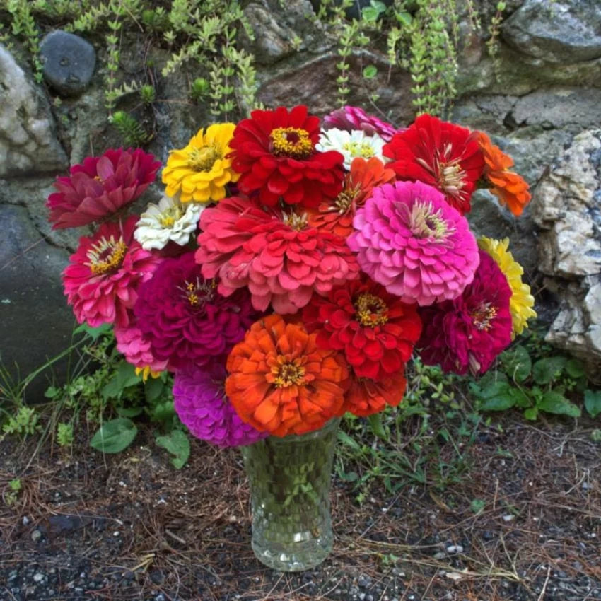 Zinnia Seeds - Benary Giant Mix