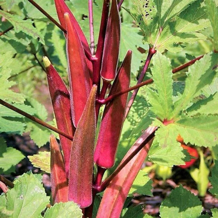 Okra Vegetable Seeds for Planting – Blue Variety NON GMO Seeds