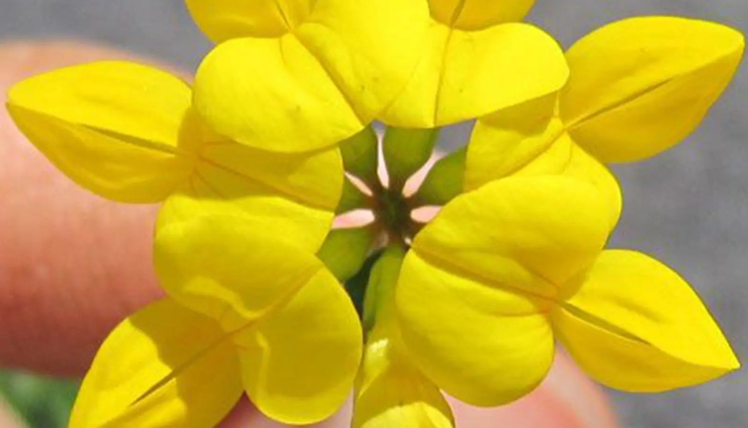 Birdsfoot Trefoil Seeds