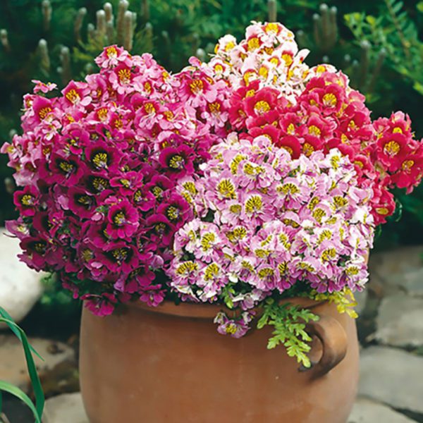 Micrantha Flower Seeds for Planting - 100 pcs