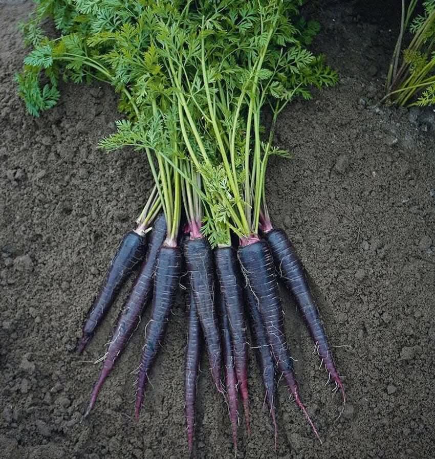 Organic Blue Carrot Daucus Carota Vegetable Seeds for Planting in Home Garden and Vertical Garden Spaces