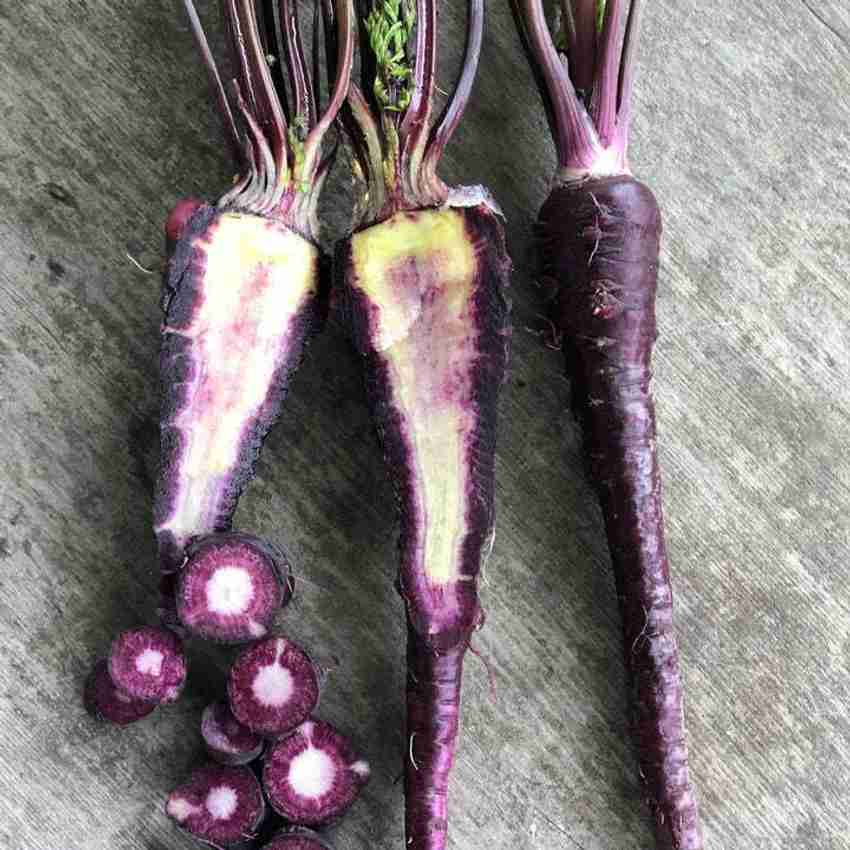 Organic Blue Carrot Daucus Carota Vegetable Seeds for Planting in Home Garden and Vertical Garden Spaces