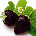 Black strawberry Fragaria vesca seeds for berry garden