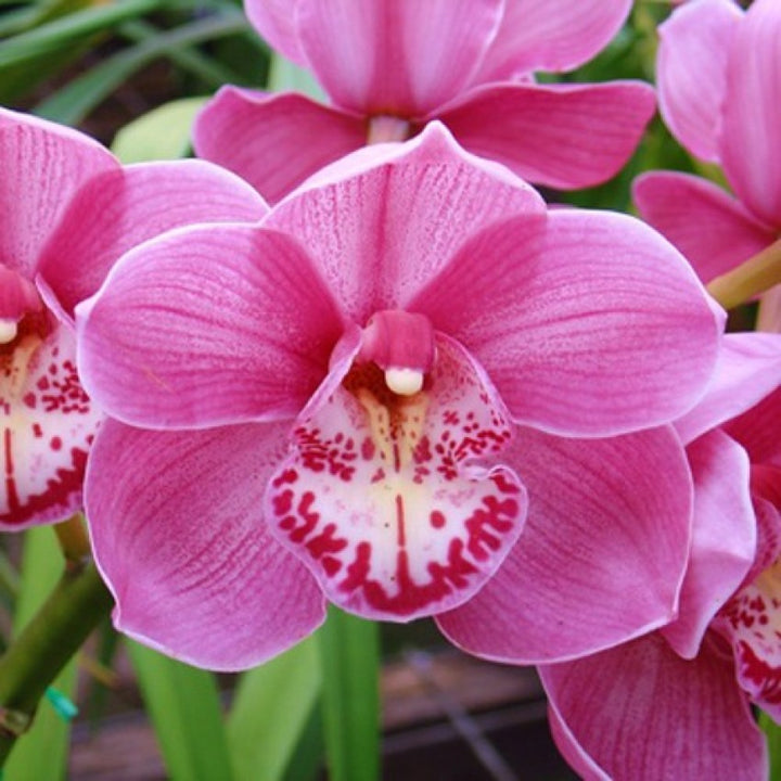 Pink White Phalaenopsis Orchid Flower Seeds – Heirloom, Non-GMO Seeds for Planting