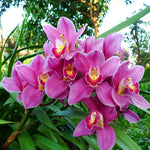 Pale Pink Phalaenopsis Orchid Seeds – Heirloom Non-GMO Flower Seeds for Planting seeds for planting in home garden