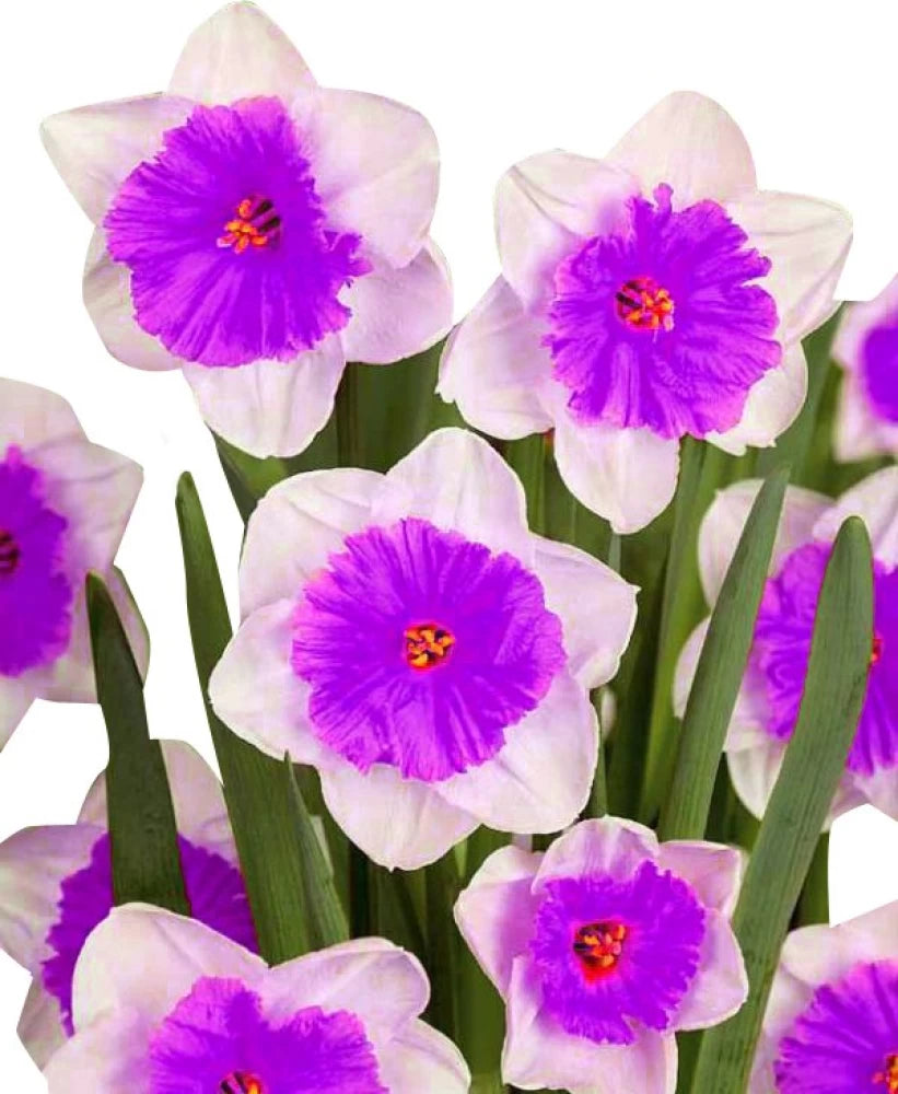 Nema Double Petals Narcissus Flower Seeds – Heirloom Non-GMO Seeds for Garden Planting for planting in your garden.