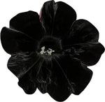 Black Velvet Petunia Flower Seeds for Planting - Heirloom, NON-GMO, Easy to Grow Garden Blooms for planting in your garden.