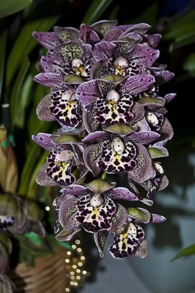 Purple Cymbidium Orchid Seeds - Heirloom Non-GMO Planting Seeds for Garden Dhara Seeds