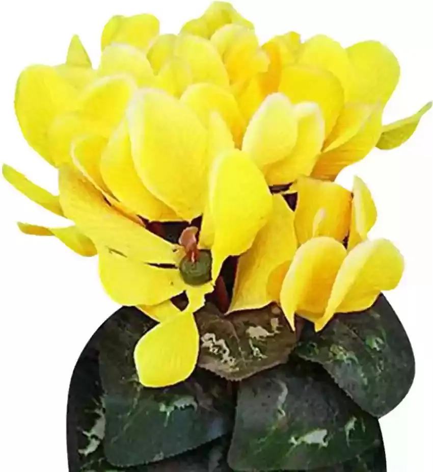 Light Yellow Cyclamen Flower Seeds for Planting – NON GMO Seeds for planting in home garden