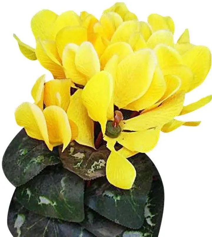 Light Yellow Cyclamen Flower Seeds for Planting – NON GMO Seeds Dhara Seeds