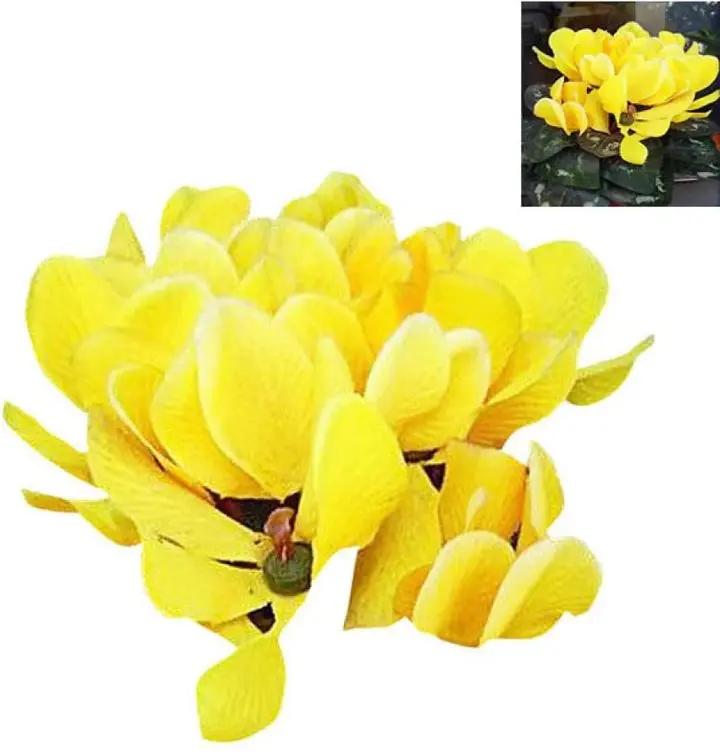 Light Yellow Cyclamen Flower Seeds for Planting – NON GMO Seeds Dhara Seeds