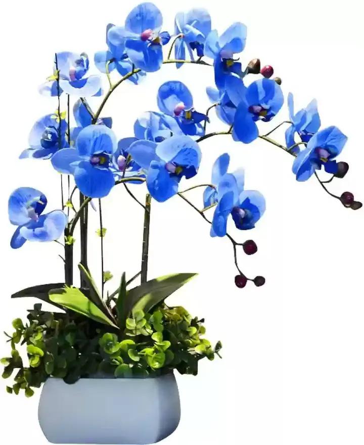 Futaba Blue Butterfly Orchid Flower Seeds for Planting - NON GMO Seeds Dhara Seeds