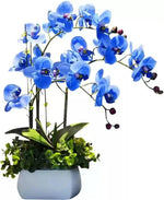 Futaba Blue Butterfly Orchid Flower Seeds for Planting - NON GMO Seeds Dhara Seeds