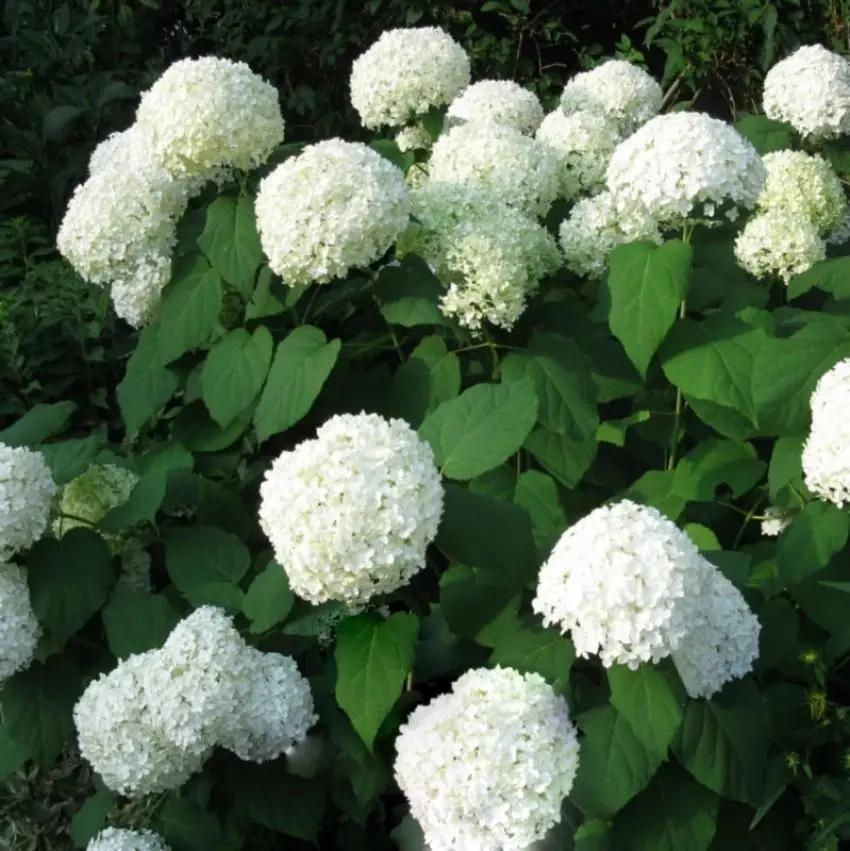 Heirloom Hydrangea Annabelle flower seeds – non‑GMO flowering shrub seeds for planting in home garden