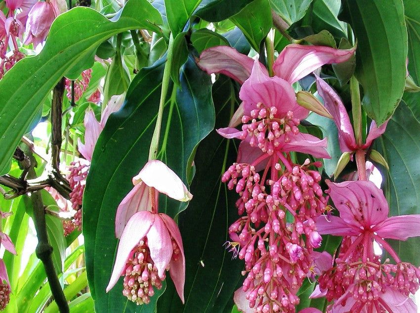 Medinilla Flower Seeds for Planting, Pink Variety, 100 pcs for planting in your garden.