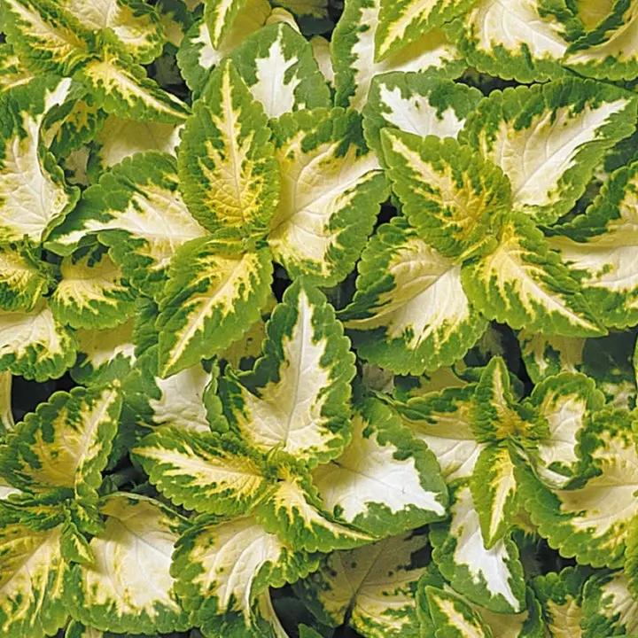 Green White Coleus Plant Seeds for Planting – NON GMO Seeds Dhara Seeds