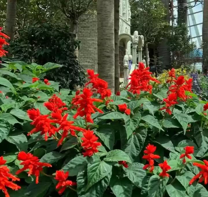 Scarlet Sage Flower Seeds for Planting – Bright Pollinator-Friendly Garden Blooms