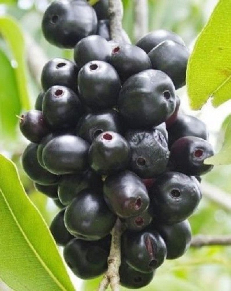 Jambolan (Syzygium cumini)