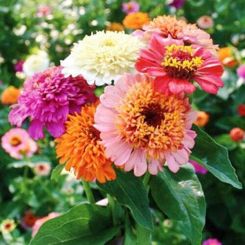 Zinnia Seeds - Scabiosa Flowered Mix