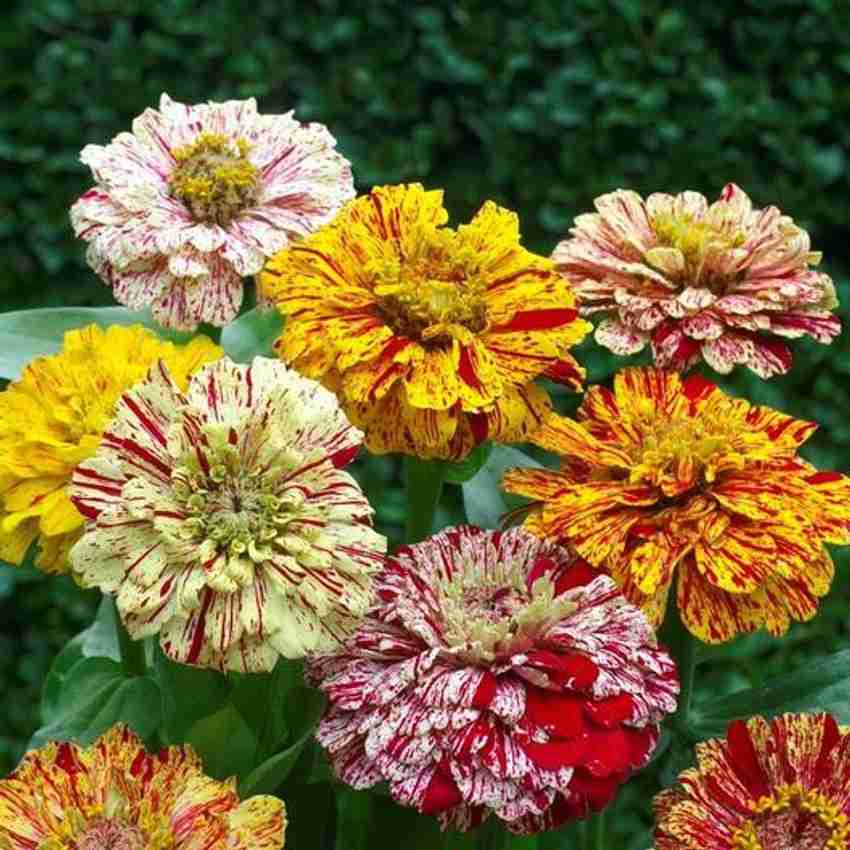Zinnia elegans Candy Stripe Flowering Seeds For Planting in home garden or seasonal flower beds