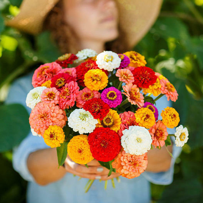 Zinnia Elegans Pumila Mix Flowering Seeds For Planting in home garden beds or planters