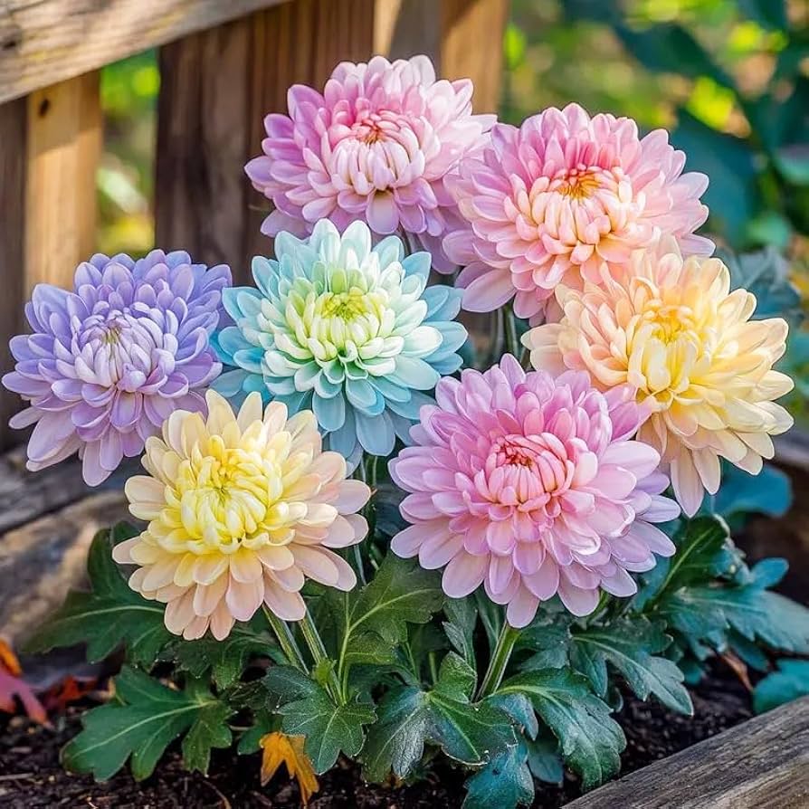 Rainbow Chrysanthemum Decorative Rare Flower Seeds