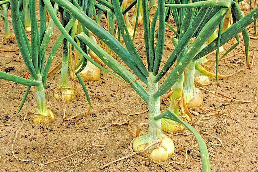 Onion Allium Cepa Vidalia Sweet Vegetable Seeds for Planting – Heirloom Onion Variety for Fresh and Cooked Dishes