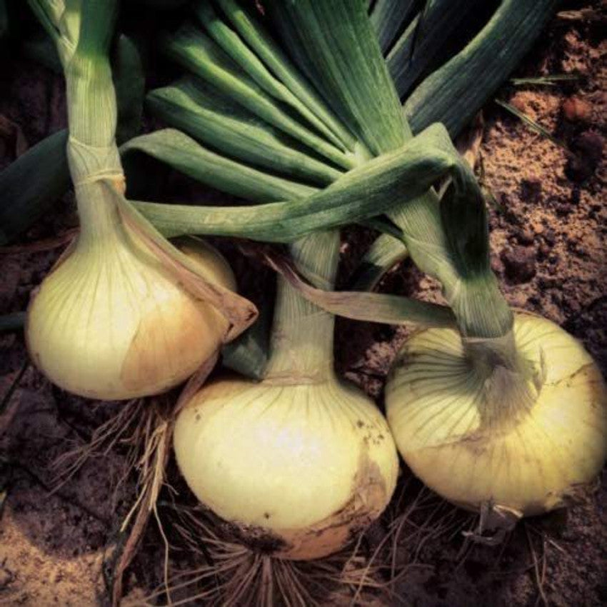 Onion Allium Cepa Vidalia Sweet Vegetable Seeds for Planting – Heirloom Onion Variety for Fresh and Cooked Dishes