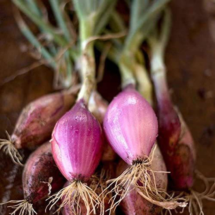 Onion Allium cepa Red Long Tropea vegetable seeds for planting in home garden or kitchen garden beds