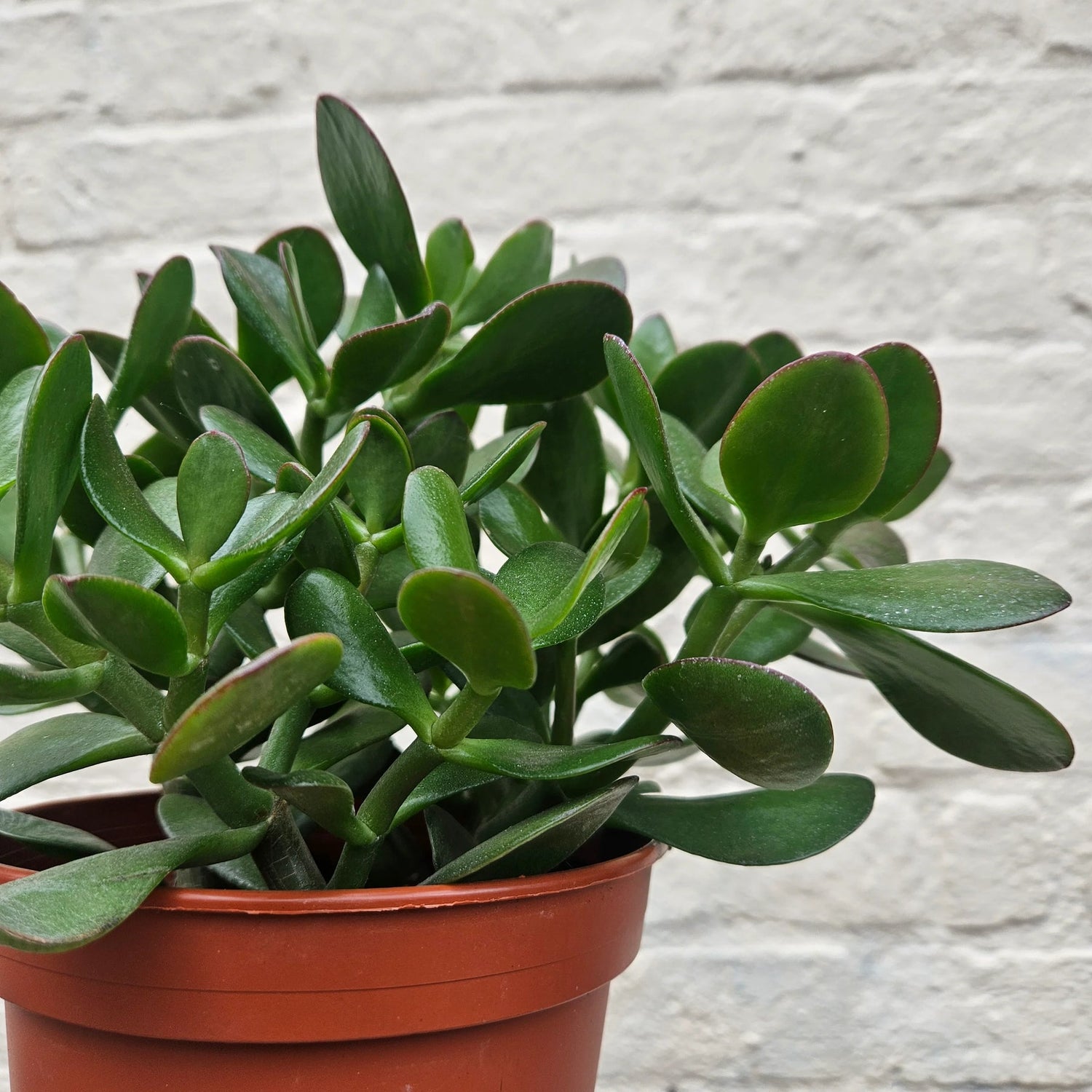 Crassula Plant Seeds for Planting, 100 seeds for planting in home garden