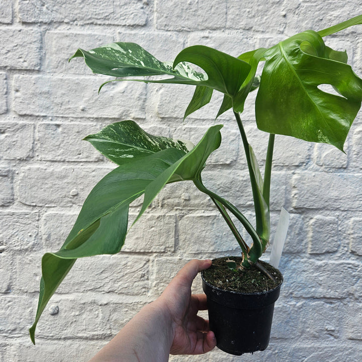 Heirloom Variegata Plant Seeds, Non-GMO Decorative Foliage Seeds for Unique Garden Planting