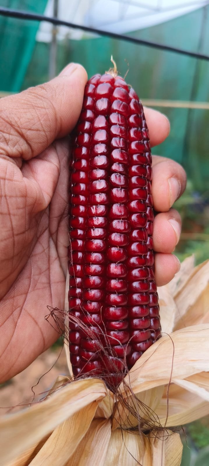 Red Corn Seeds