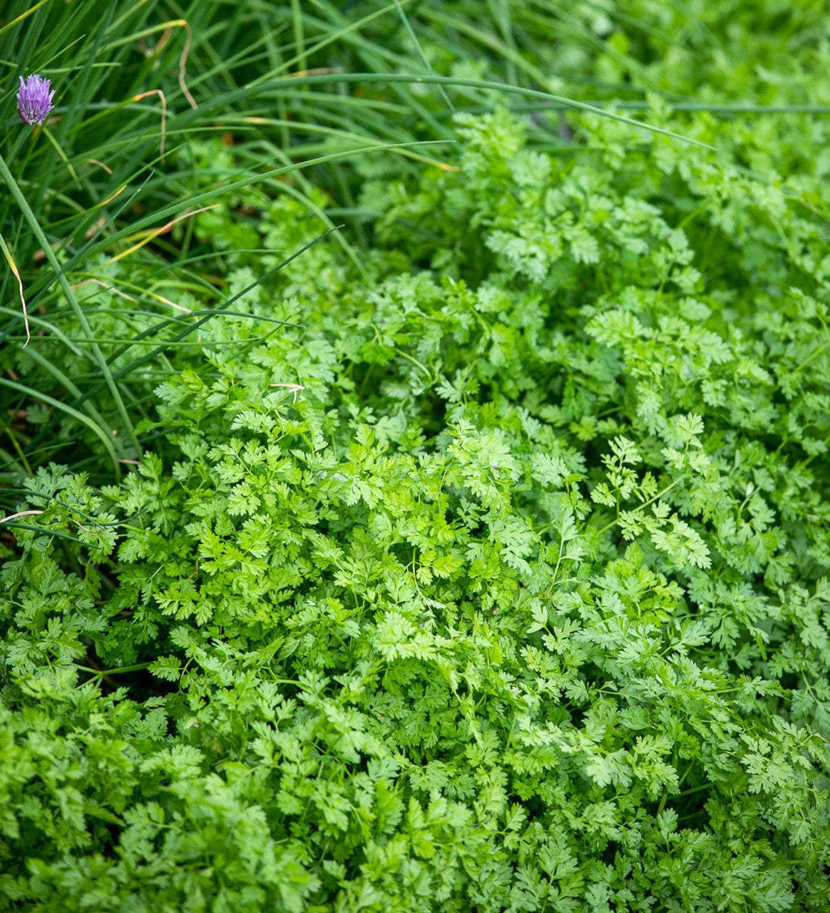 Vertissimo Chervil Seed