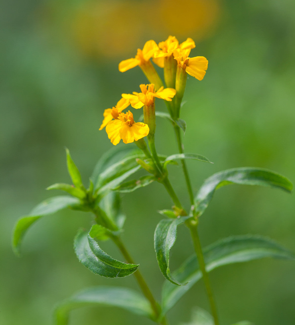 Tarragon Seeds Mexican