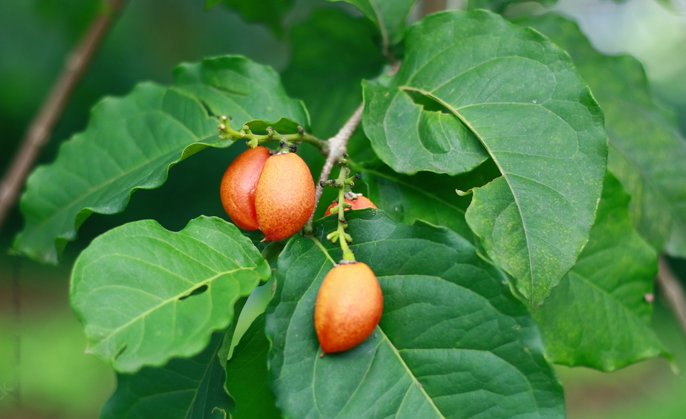 Peanut Butter Fruit (Bunchosia argentea) – A Unique, Creamy, and Sweet Fruit for Exotic Snacking