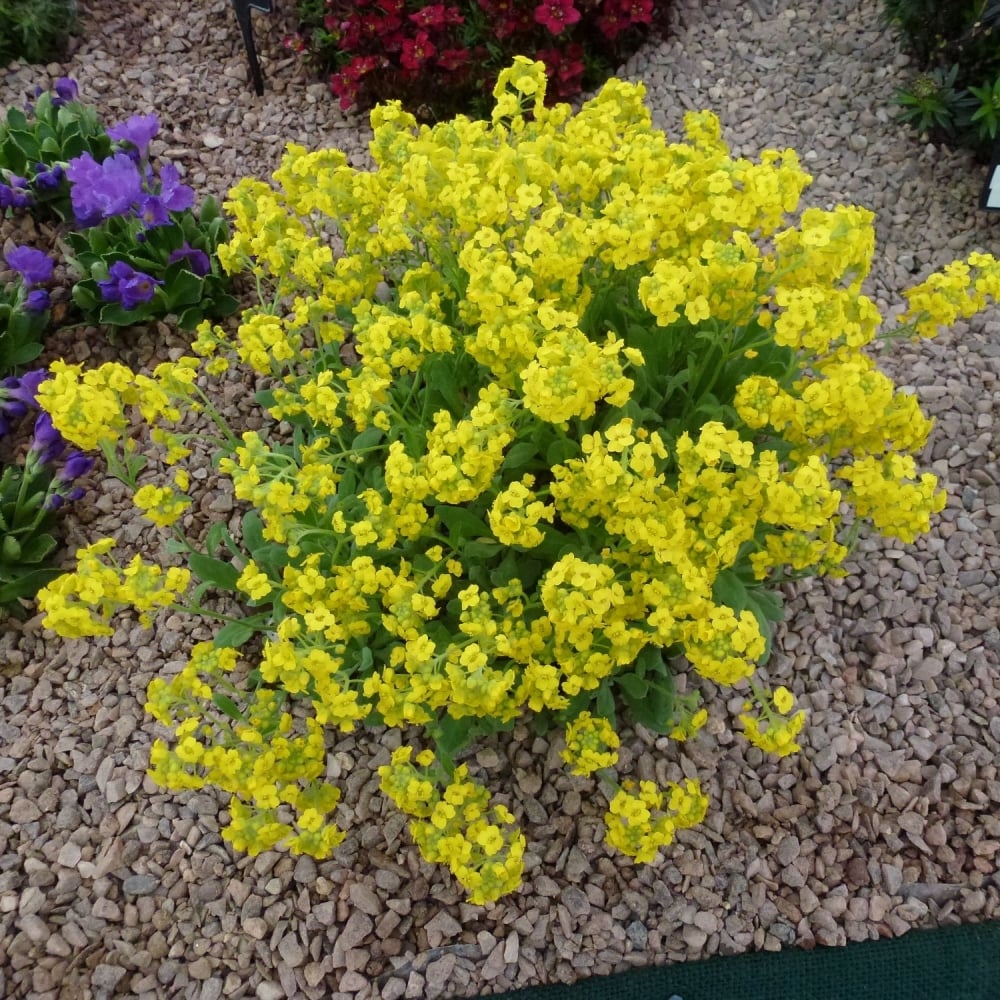 Alyssum Seeds