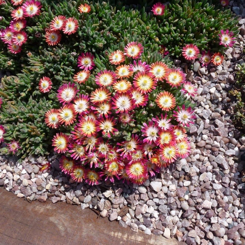 Delosperma Jewel of Desert Ruby