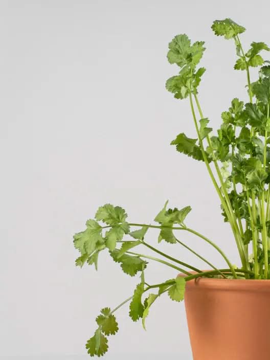 Cilantro (coriandrum sativum) Plant Seeds for Culinary and Herb Gardens Scientific Name Placeholder for planting in home garden