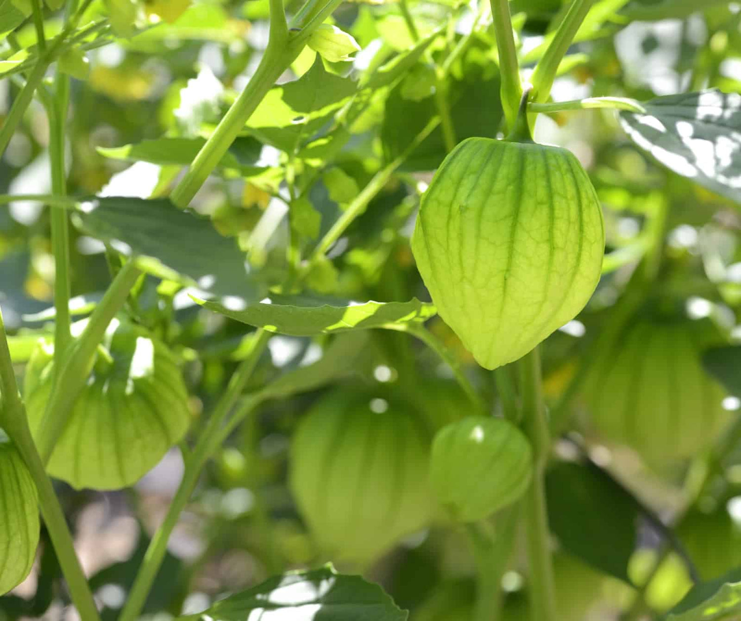 Tomatillo Fruit Seeds - Ideal for Adding Unique Flavor to Your Garden