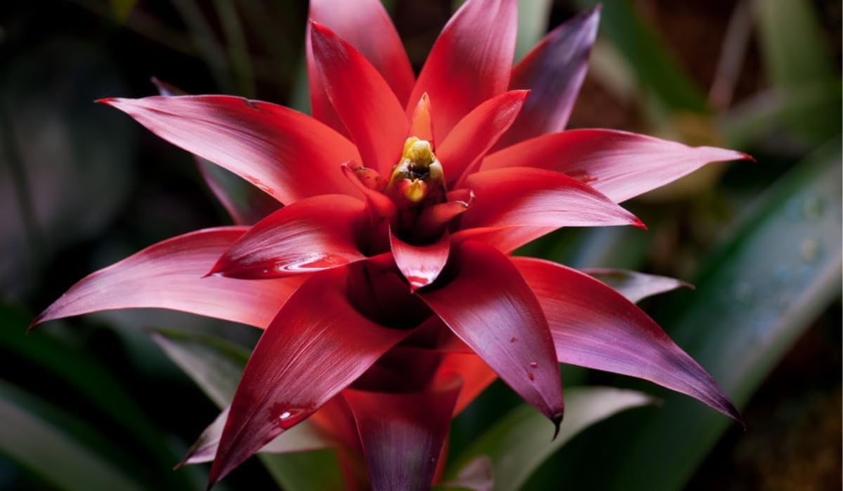 Red Bromeliad Plant Seeds for Planting - 100 pcs