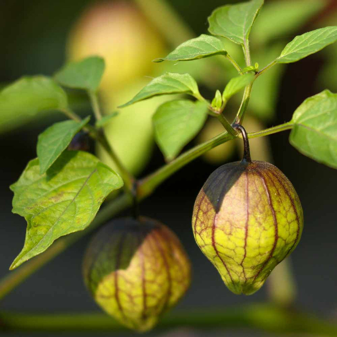 Tomatillo Fruit Seeds - Ideal for Adding Unique Flavor to Your Garden