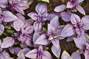 container-grown Dark Opal Basil thriving in sunlight

