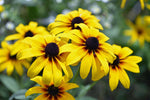 Pollinators visiting flowers in garden.

