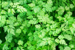 fresh chervil sprigs used in cooking and garnishing

